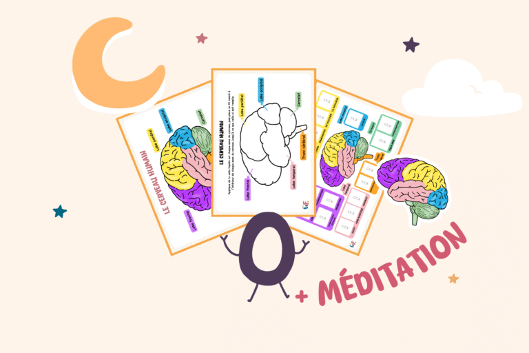 illustration cerveau