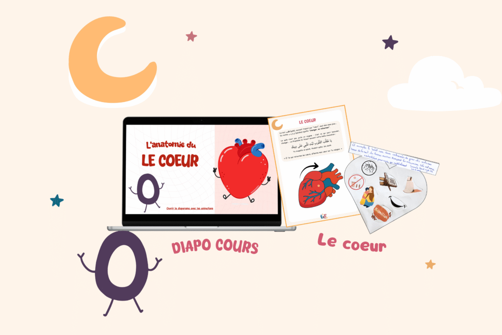 Le cœur